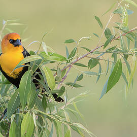 Yellow-headed Blackbird by Patti Deters