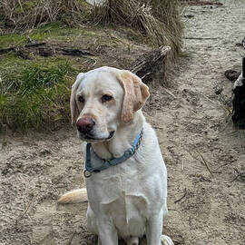 Yellow Lab on Coastal Path by Jean Noren