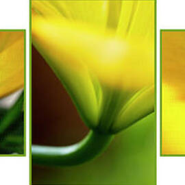 Yellow Lily Triptych by Renata Natale