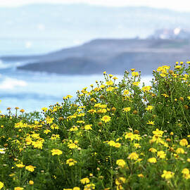 Yellow Lovelies - San Diego Coast by Joseph S Giacalone