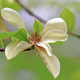 Yellow Magnolia Bloom by Debbie Oppermann