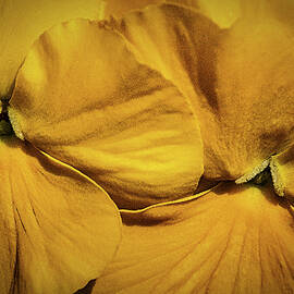 Yellow Pansies Macro by Stuart Litoff