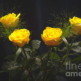 Yellow Roses by Torfinn Johannessen