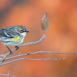 Yellow Rumped Warbler at Patsy Pond by Bob Decker