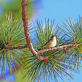 Yellow Rumped Warbler In The Pine by Debbie Oppermann