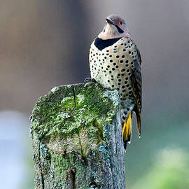 Yellow Shafted Flicker by Michael Peychich