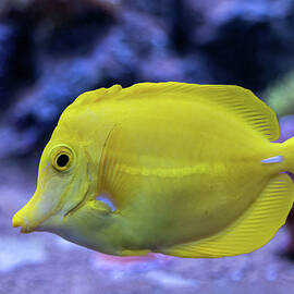 Yellow Tang Zebrasoma Flavescens Fish by Artur Bogacki