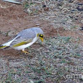 Yellow-Throated Miner, Boulia, Cent. Que.  by Rita Blom