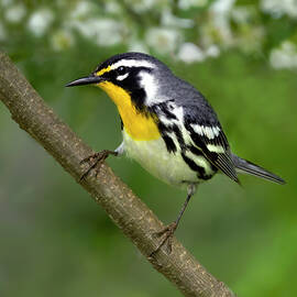 Yellow Throated Warbler Perch by Art Cole