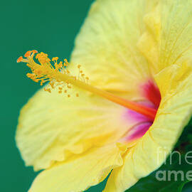 Yellow Tropical Hawaiian Hibiscus by Sharon Mau