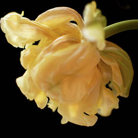 Yellow Tulip by Jane Thorpe