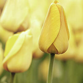 Yellow Tulips by Sharon McConnell