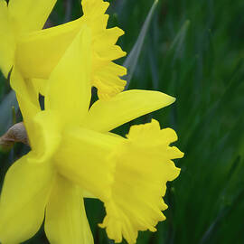 Yellow Twin Daffodils  by Willow Grace Images