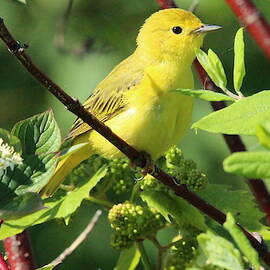 Yellow Warbler by Brian Baker