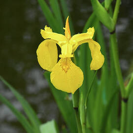 Yellow Water Iris by Robert Tubesing