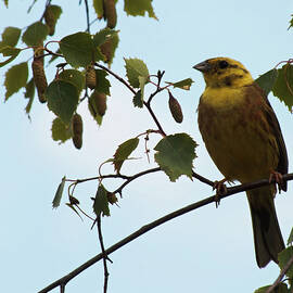 Yellowhammer in a Tree by James Dower