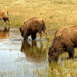 Yellowstone Bison At The Ol Watering Hole by Adam Jewell