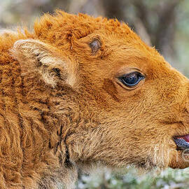 Yellowstone Bison Calf up Close with Tongue out by Phillip Espinasse
