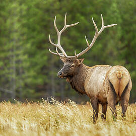 Yellowstone Elk - #3 by Stephen Stookey