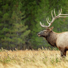 Yellowstone Elk Profile by Stephen Stookey