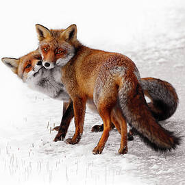 Yin Yang _ Red Fox Love by Roeselien Raimond