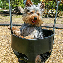 Yorkie Puppy in Swing