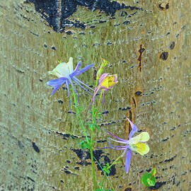 You Are Not Your Thoughts. You're The Calm Awareness Behind The Noise In Your Mind. Columbines by Bijan Pirnia