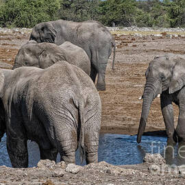 Young and old elephants drinking at waterhole by Patricia Hofmeester