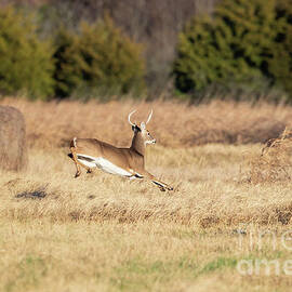 Young Arkansas Buck in the Hay Field by Scott Pellegrin