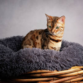 Young Bengal Cat in her Cat Bed by Nailia Schwarz