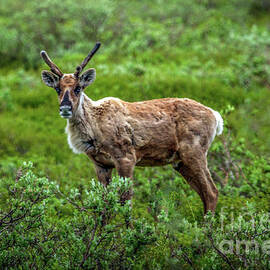 Young Caribou by Robert Bales