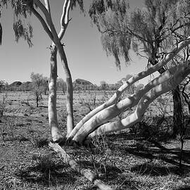 Young Desert Gums by Lee Stickels