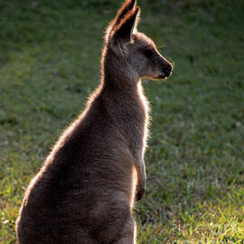 Young eastern grey kangaroo backlit by Sheila Smart Fine Art Photography