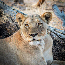 Young Female Lion in Botswana Africa by Denise Wiese