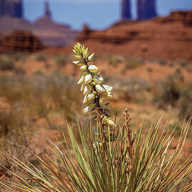 Yucca at Canyonlands by Patti Deters