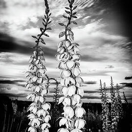 Yuccas at Twilight by Karen Slagle