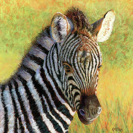 Zebra Foal by Kathie Miller