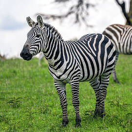 Zebra of the Mara by Eric Albright