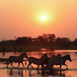 Zebra Sunset by Kay Brewer