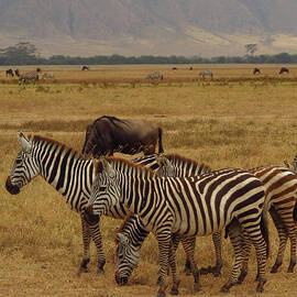 Zebras Of Ngorongoro Crater by Deborah Korzen