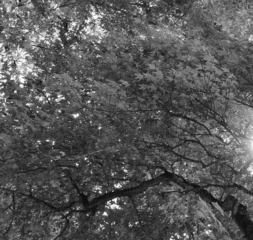 Charles Lucas - The Wind Laced Through the Trees Charles Lucas - The Wind Laced Through the Trees