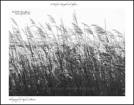 Stephen Barrie - A Study in Strength and Softness Stephen Barrie - A Study in Strength and Softness