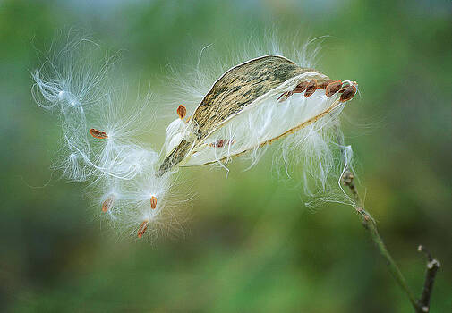 Fraida Gutovich - Against The Wind 2 Fraida Gutovich - Against The Wind 2