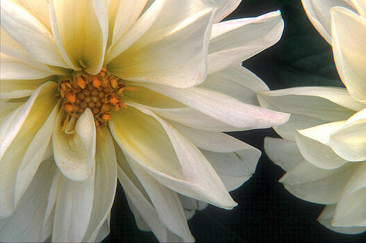 Harold E McCray - Dahlia Harold E McCray - Dahlia