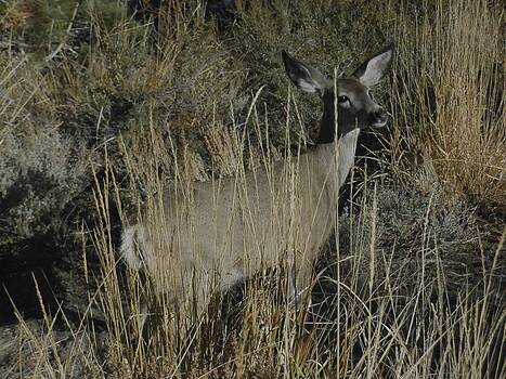 Don Kreuter - Doe Mule Deer Don Kreuter - Doe Mule Deer