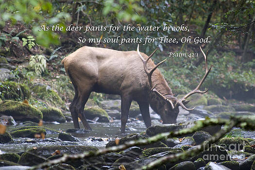 Jill Lang - Elk Drinking Water from a Stream Jill Lang - Elk Drinking Water from a Stream