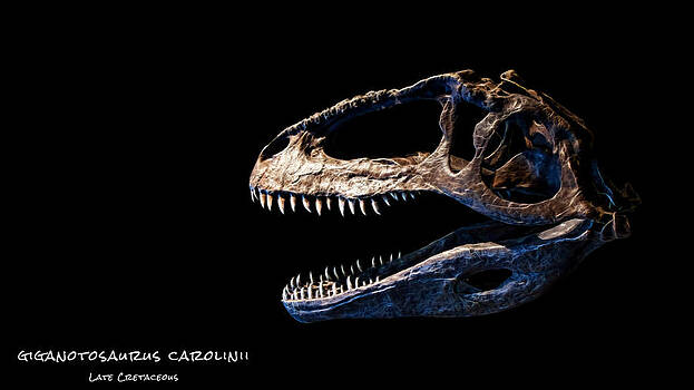 Weston Westmoreland - giganotosaurus skull 3 Weston Westmoreland - giganotosaurus skull 3