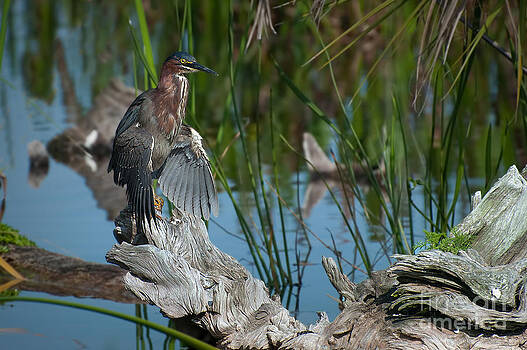 Photos By Cassandra - Green Heron on Log Photos By Cassandra - Green Heron on Log