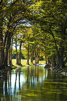 Robert Anschutz - Guadalupe Cypress Robert Anschutz - Guadalupe Cypress