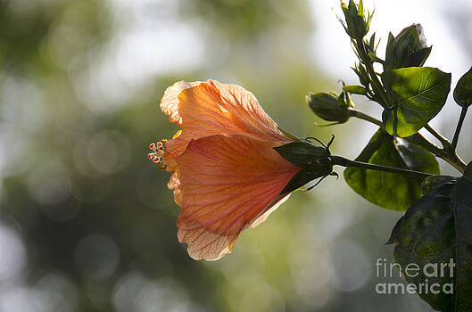 Pravine Chester - Hibiscus Pravine Chester - Hibiscus